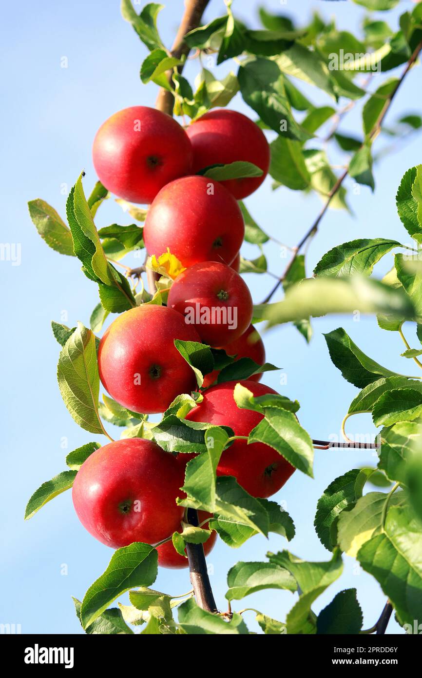 Harvest time in the orchard Stock Photo
