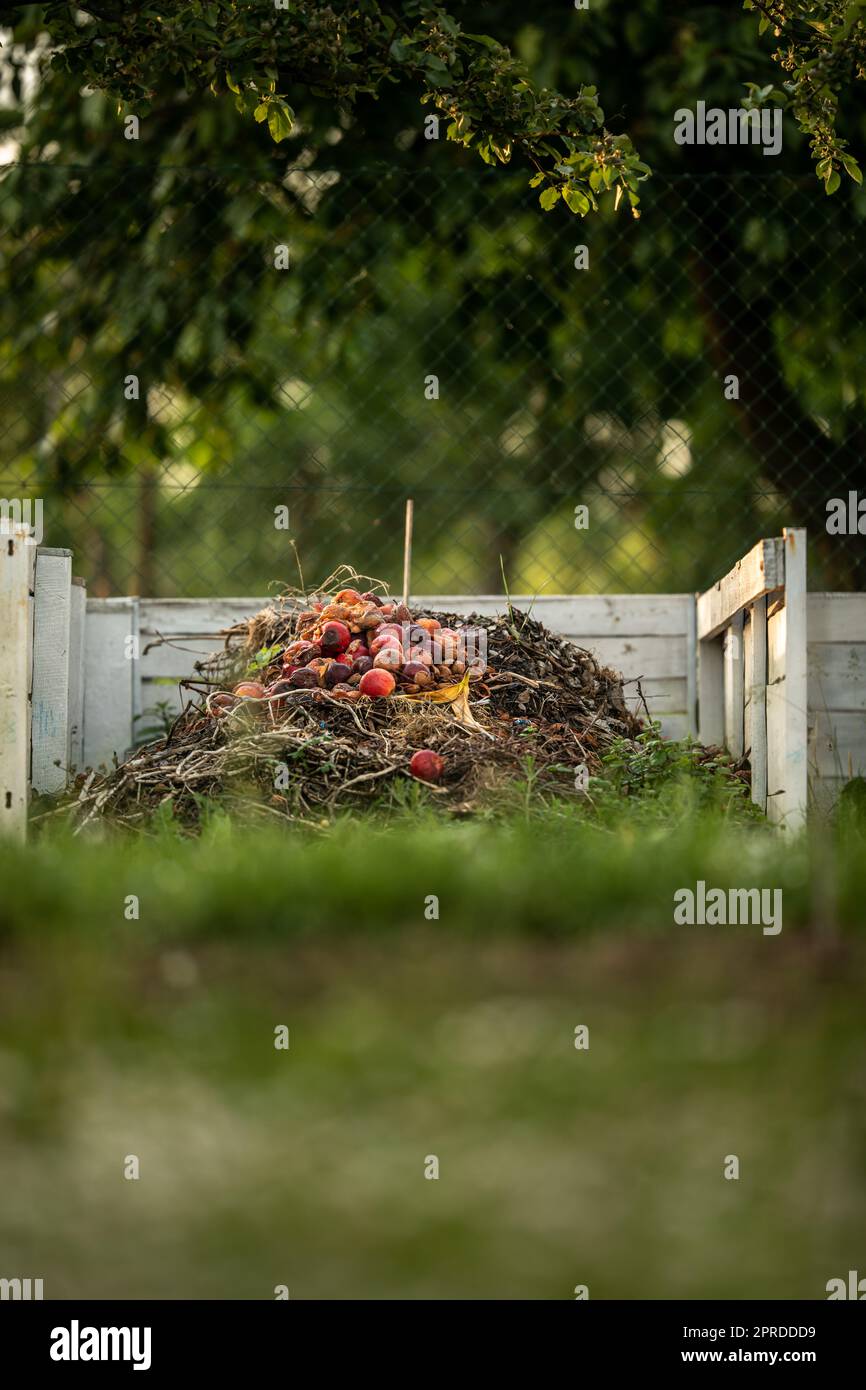 Food waste in compost pit on private garden. Rotting organic waste for