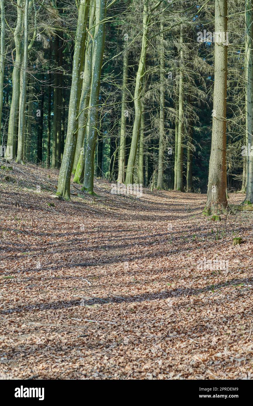 Spring summer autumn winter trees hi-res stock photography and images ...