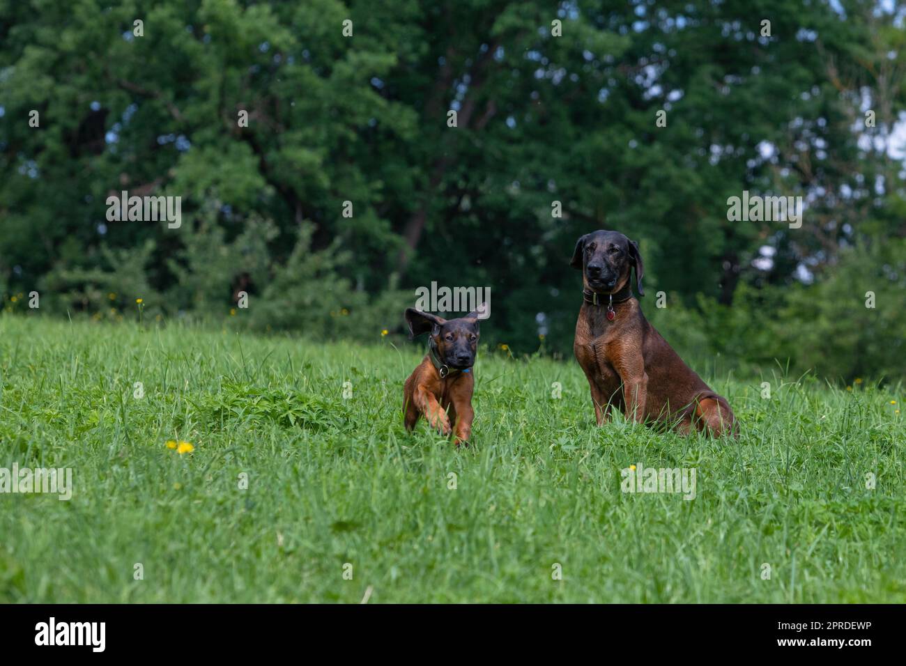 older tracker dog watches youngster running Stock Photo