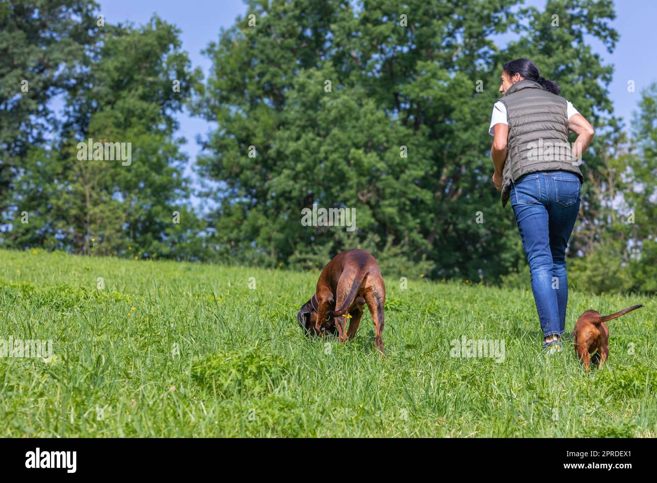 female dog trainer with two dogs on a green meadow Stock Photo