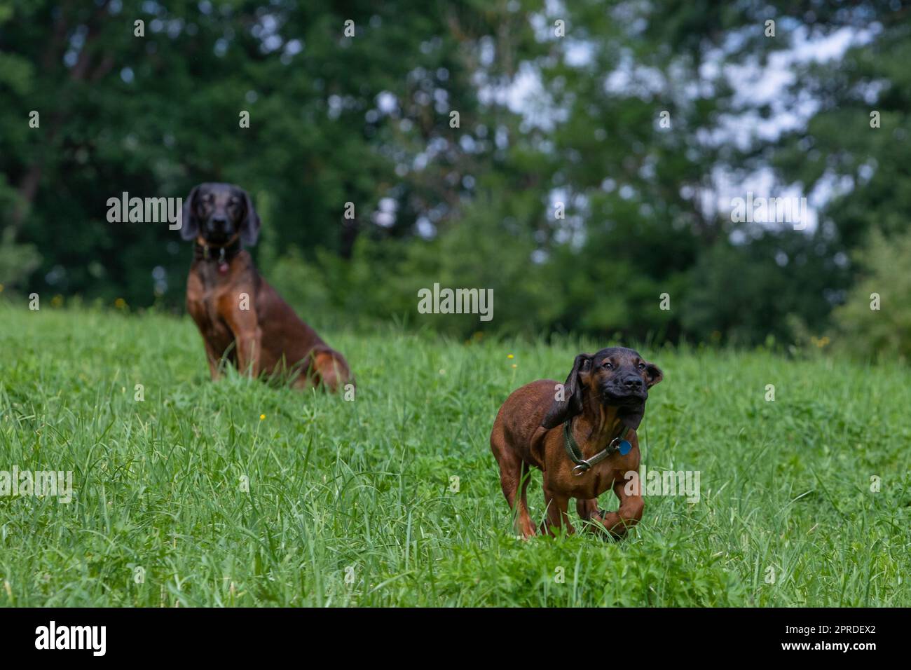 grown up tracker dog watches puppy running Stock Photo