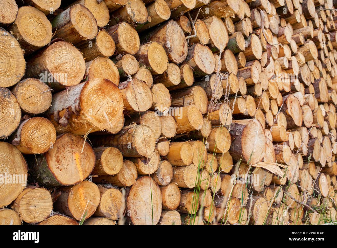 Woodpile Lumber Industry. Lumber industry lot of woodpiles Stock