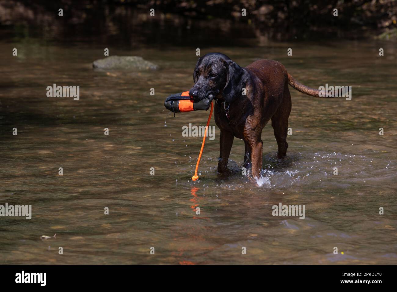 tracker dog fetches toy out of water Stock Photo