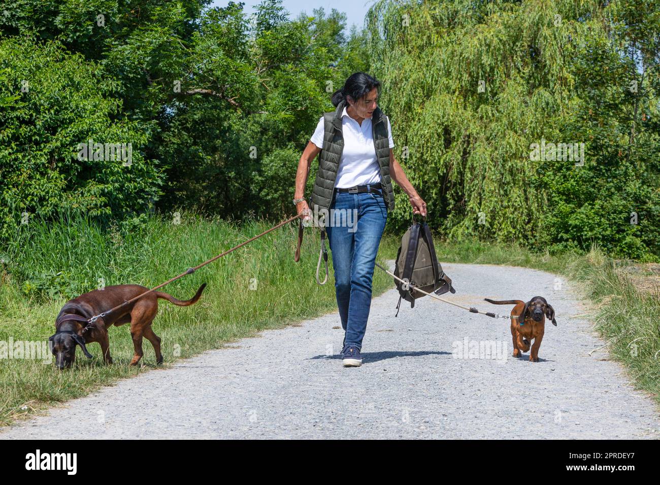 Young woman cute dogs hi-res stock photography and images - Alamy