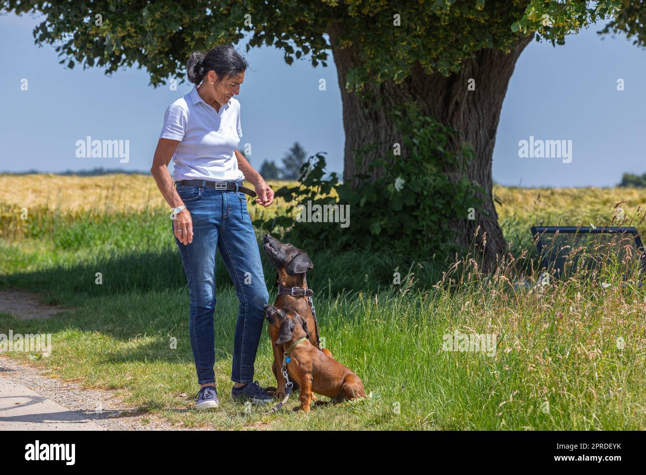 dog trainer with two sniffer dogs Stock Photo