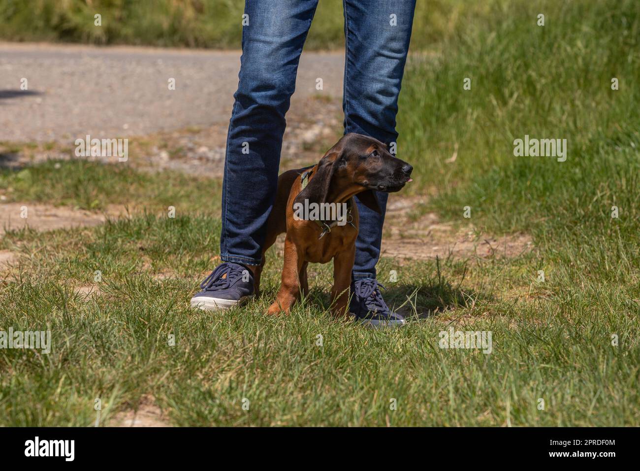 puppy dog between legs Stock Photo Alamy