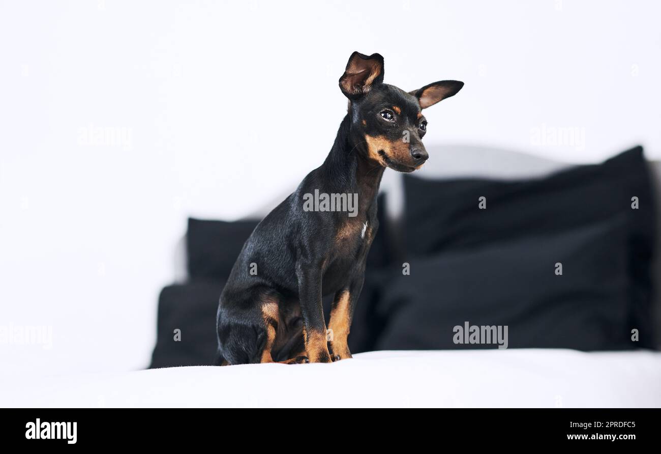 Live, love, woof. an adorable dog relaxing on a bed at home. Stock Photo