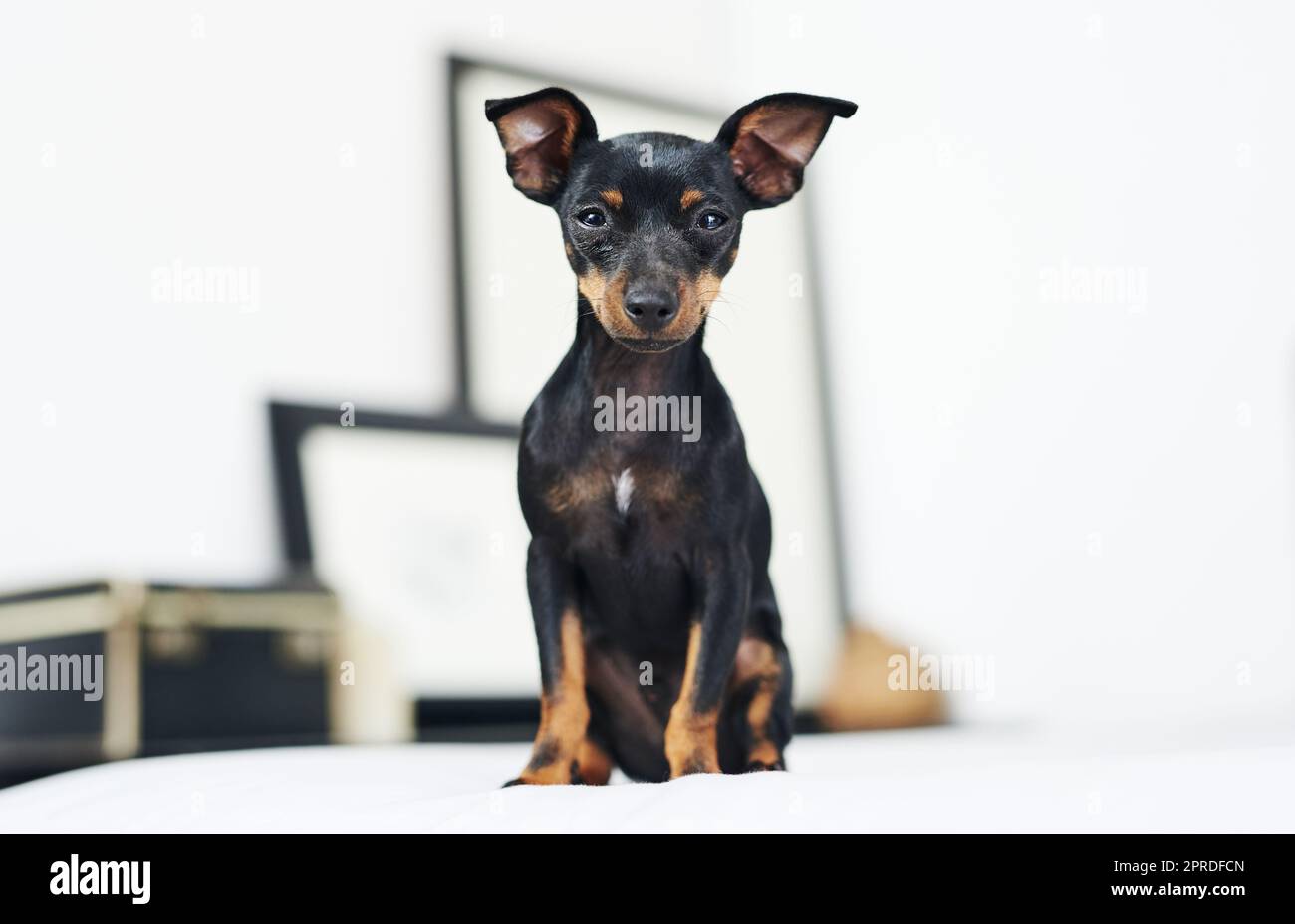 The word cute doesnt begin to compare. an adorable dog relaxing on a