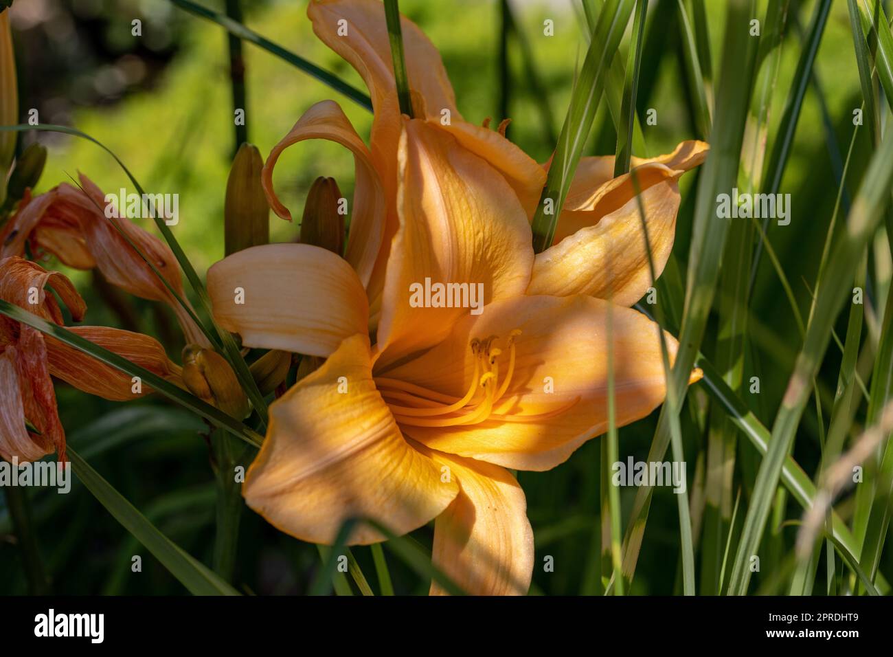 orange lily flower with delicate petals in garden Stock Photo