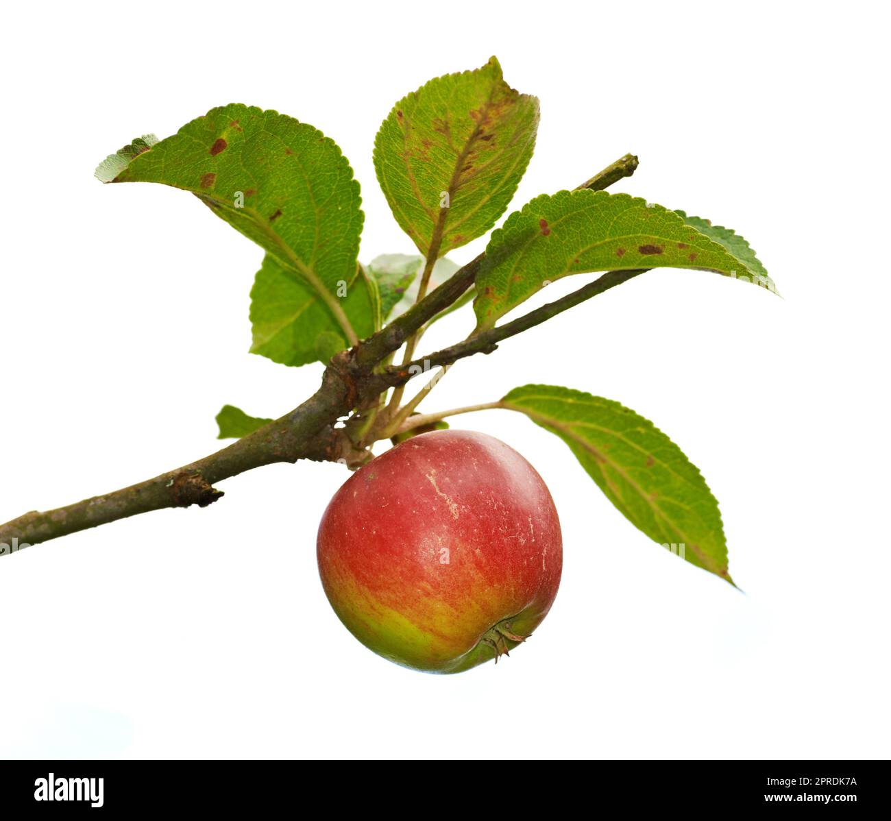 Red apples on apple tree branch. A photo of Red apples on apple tree