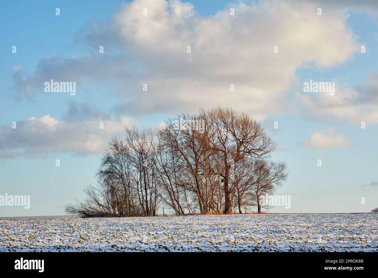 Farmland in winter Denmark. Farmland in wintertime Denmark Stock