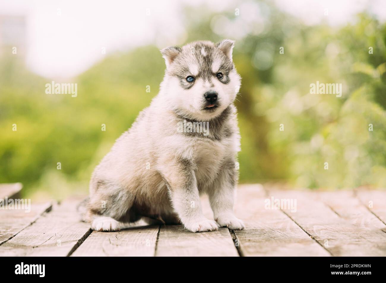 Fourweekold Husky Puppy Of Whitegray Color Sitting On Wooden Ground