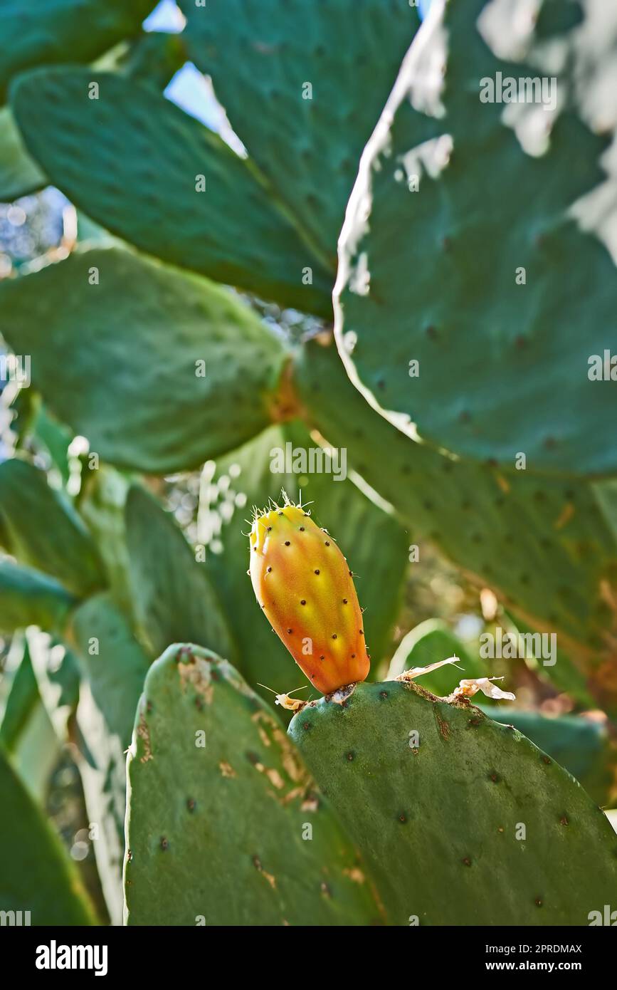 Cactus life - outdoor. Prickly Pear Cactus - outdoor image from Spain. Stock Photo