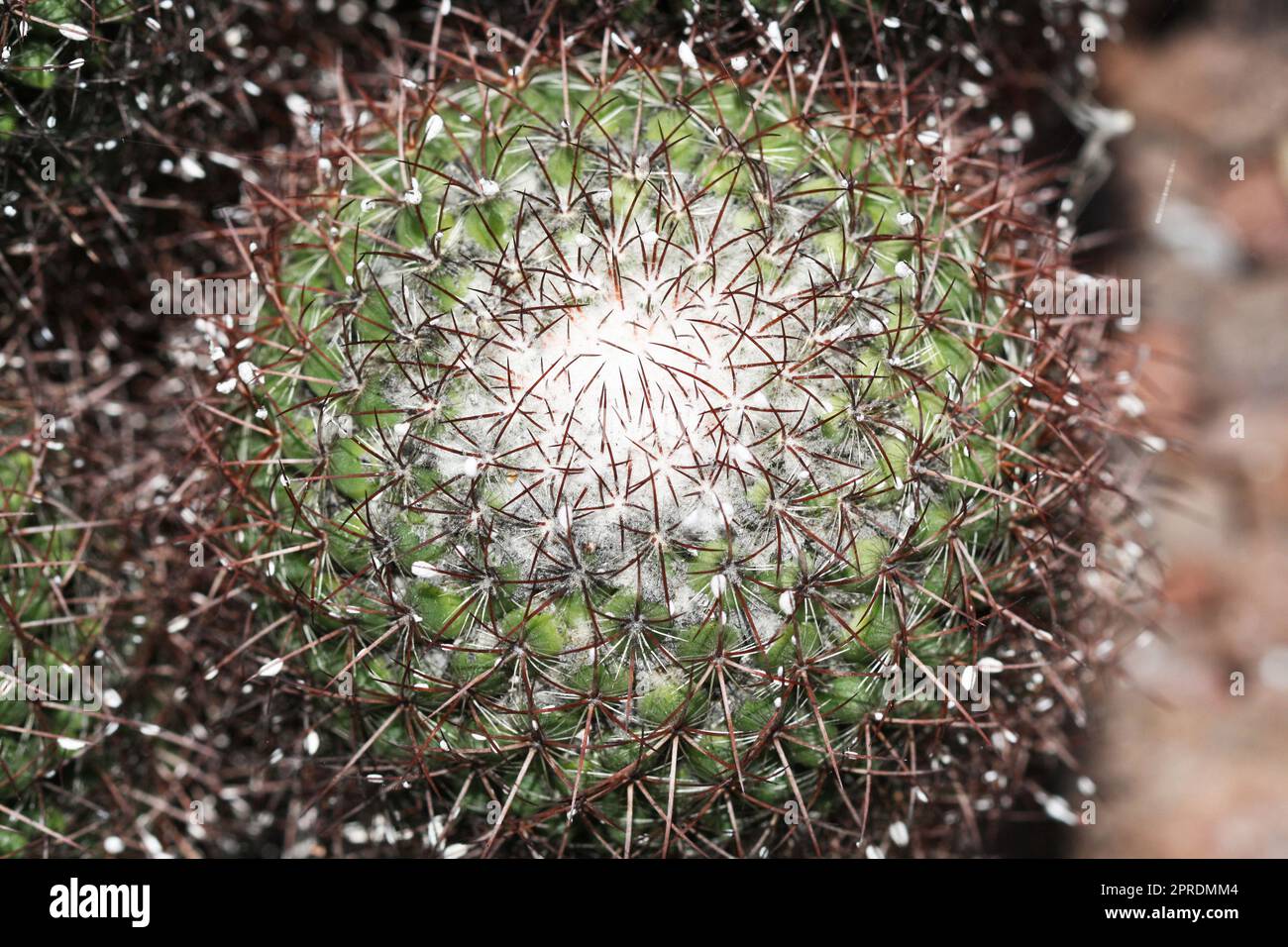 cactus mammillaria rhodantha Stock Photo