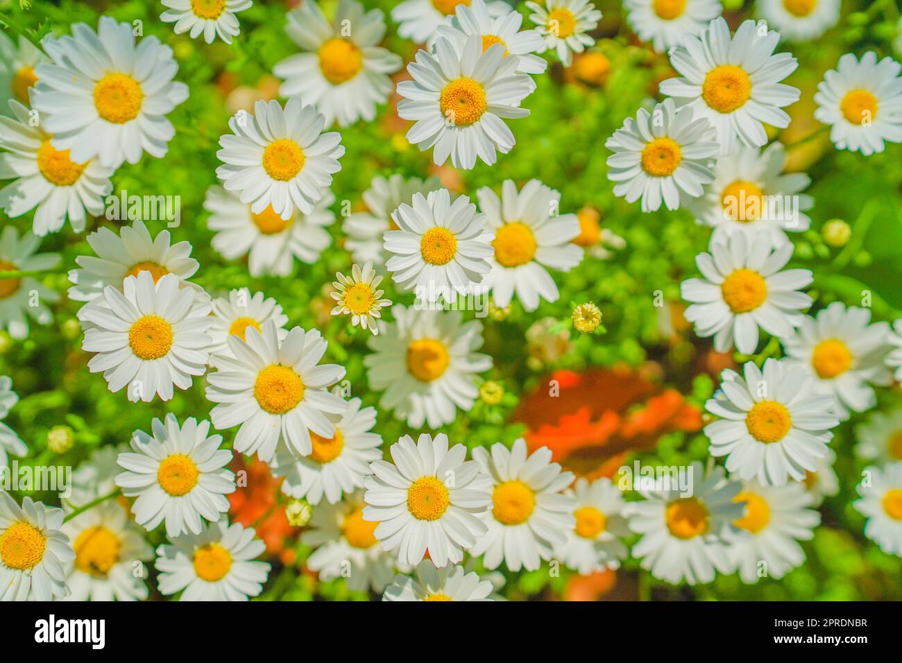 White chamomile chrysanthemum flowers hi-res stock photography and ...