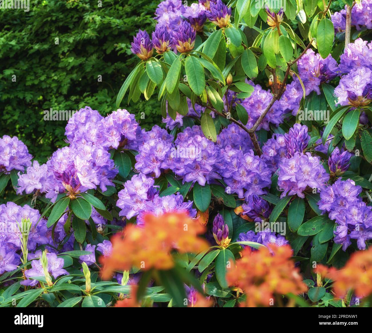 Adding a little colour to springtime. beautiful flowers outside Stock