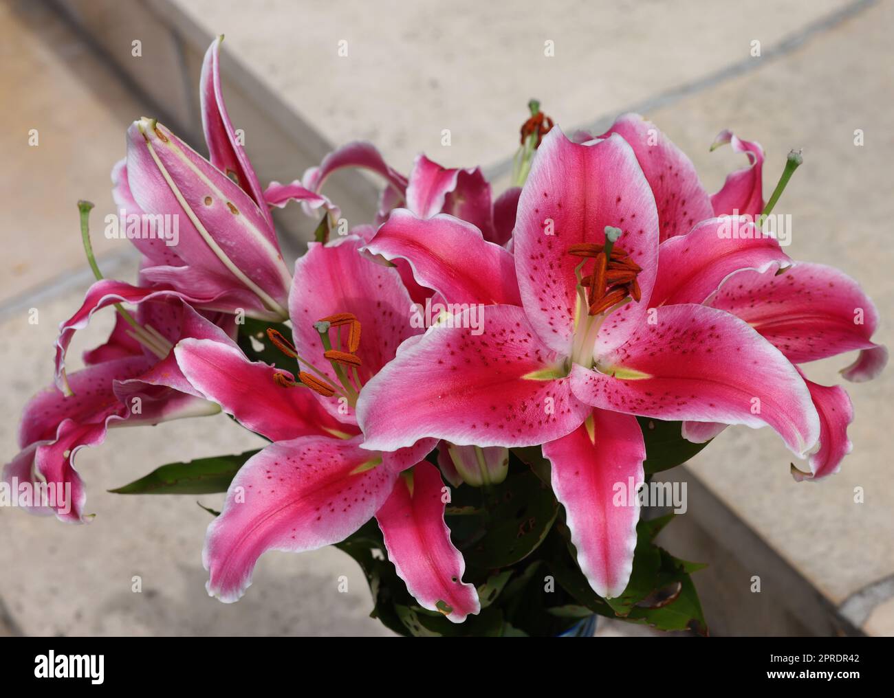 Red lily in the summer garden. Stock Photo