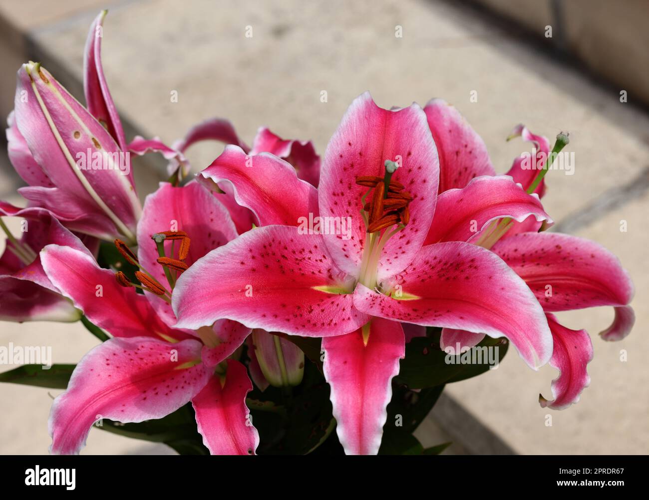 Red lily in the summer garden. Stock Photo