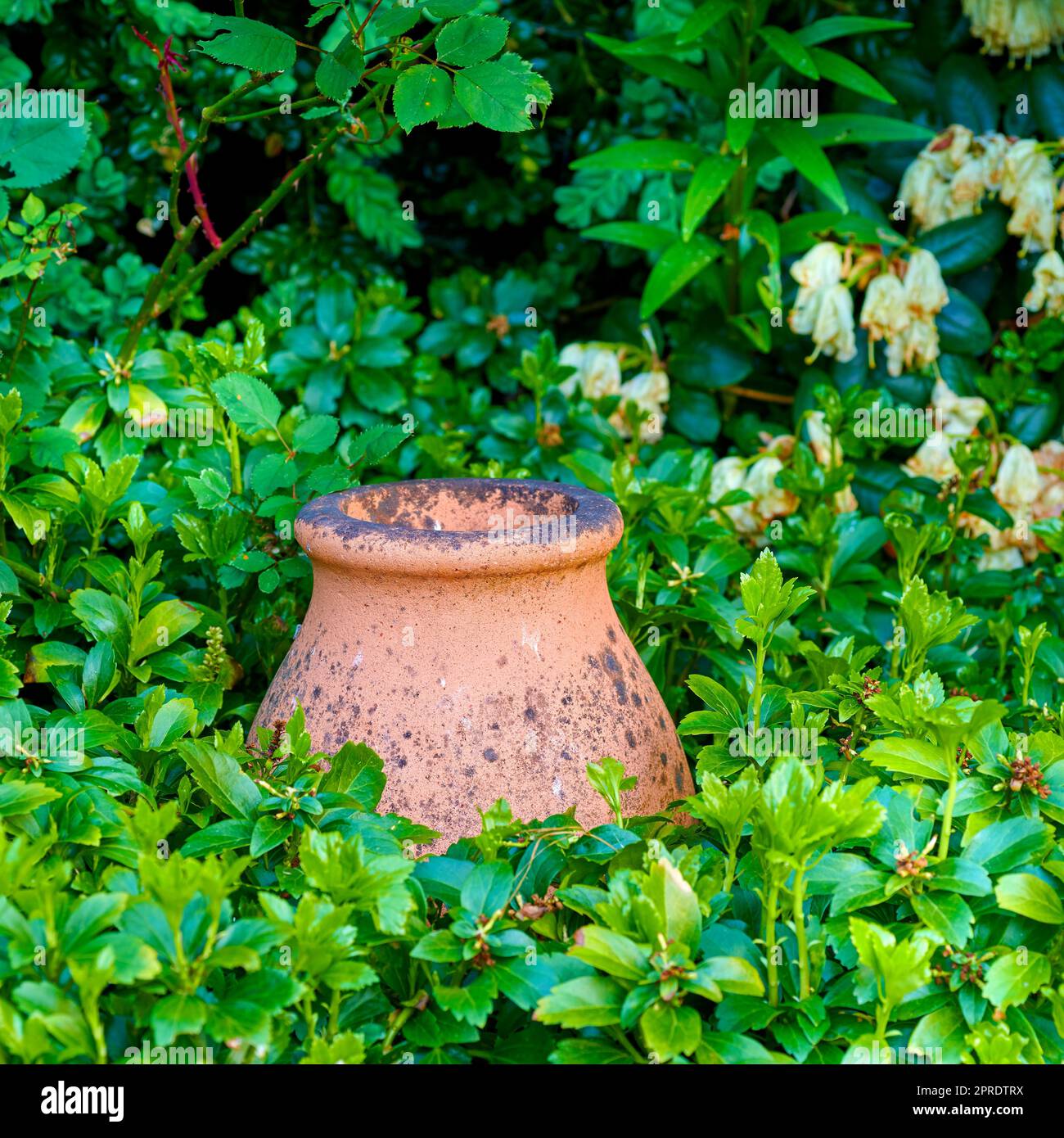 The product of proper gardening. a well kept garden. Stock Photo