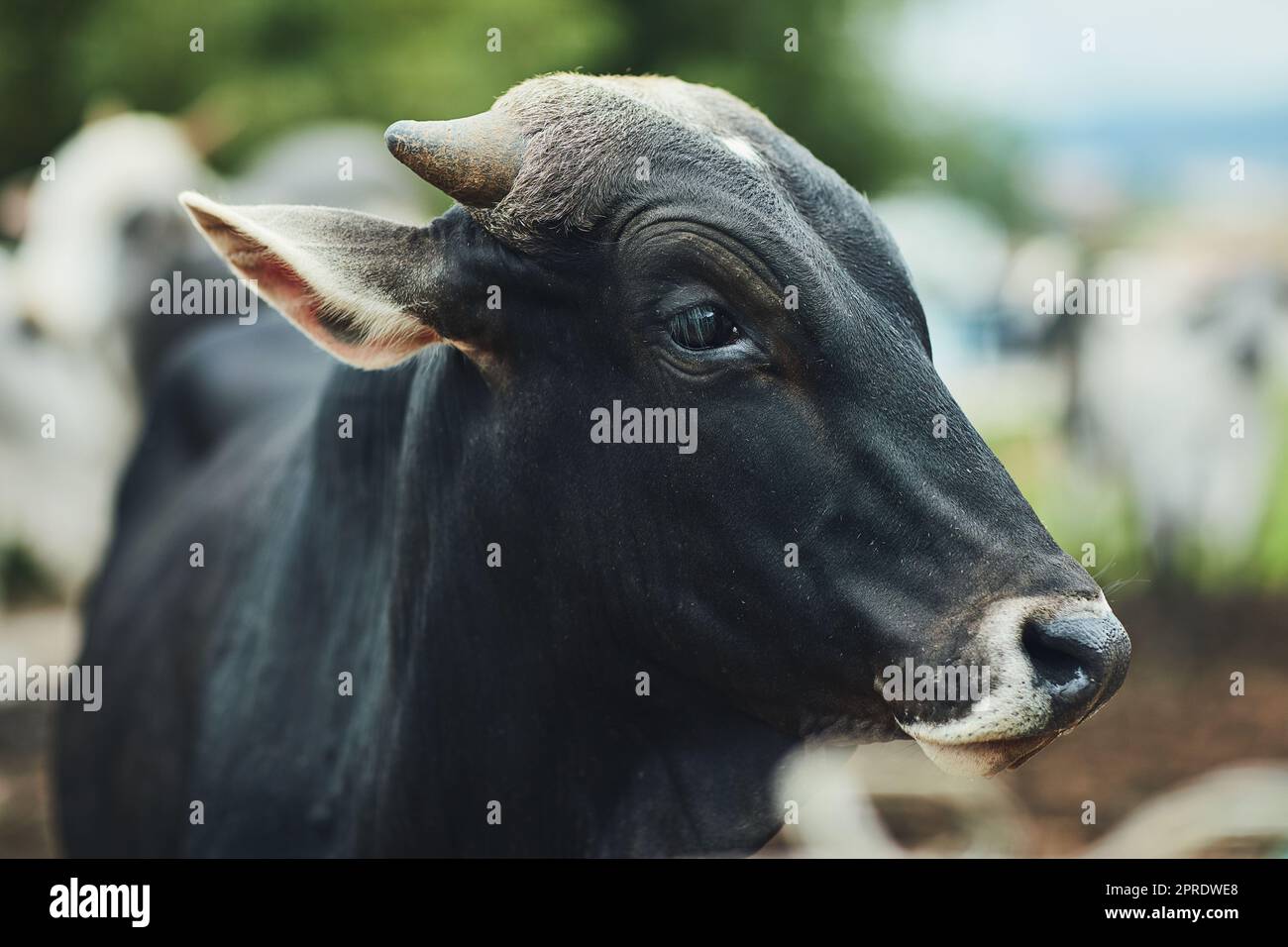 Beautiful bovine. a herd of cattle on a dairy farm. Stock Photo