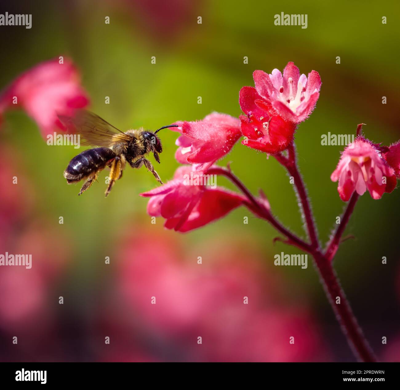 Bee flying to a red heuchera flower Stock Photo
