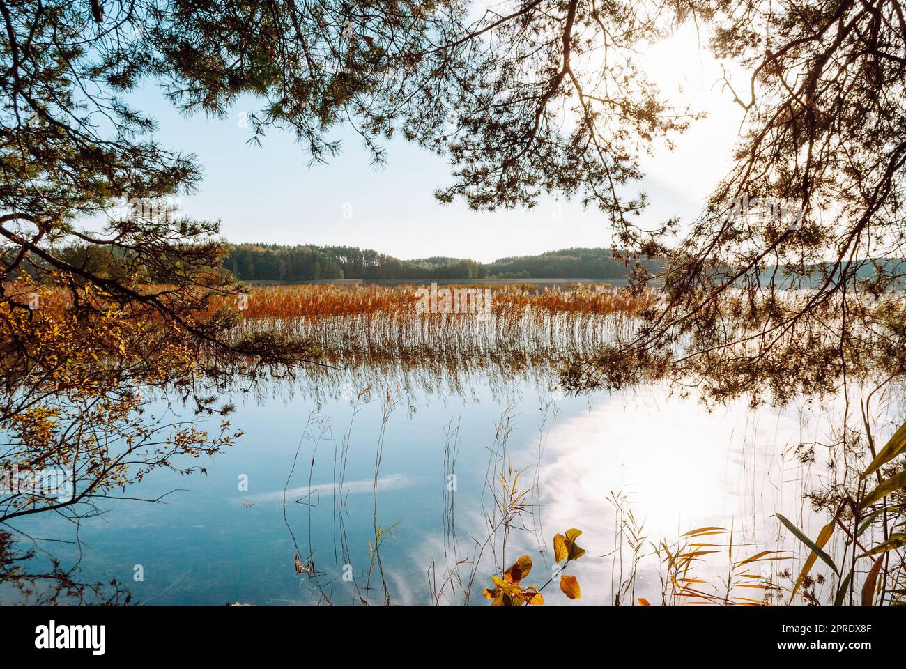 Landscape of Lake Baltieji Lakajai in Labanoras Regional Park, Lithuania. Pine branches frame the turquoise water of the lake and the reeds growing in Stock Photo