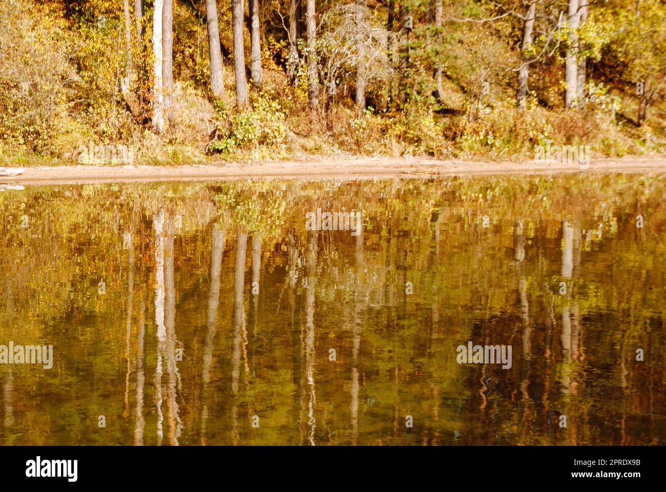 The trunks of autumn trees are reflected in the water of Lake Baltieji Lakajai in Labanoras Regional Park, Lithuania. Stock Photo