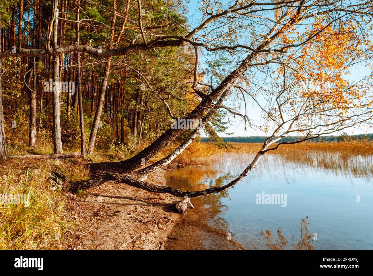 Tree trunks hang over the surface of the water of Lake Baltieji Lakajai in Labanoras Regional Park, Lithuania. Picturesque autumn landscape. Stock Photo