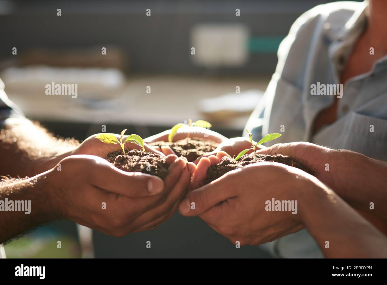 Work together, grow together. Closeup shot of an unrecognizable group of businesspeople holding plants growing out of soil. Stock Photo