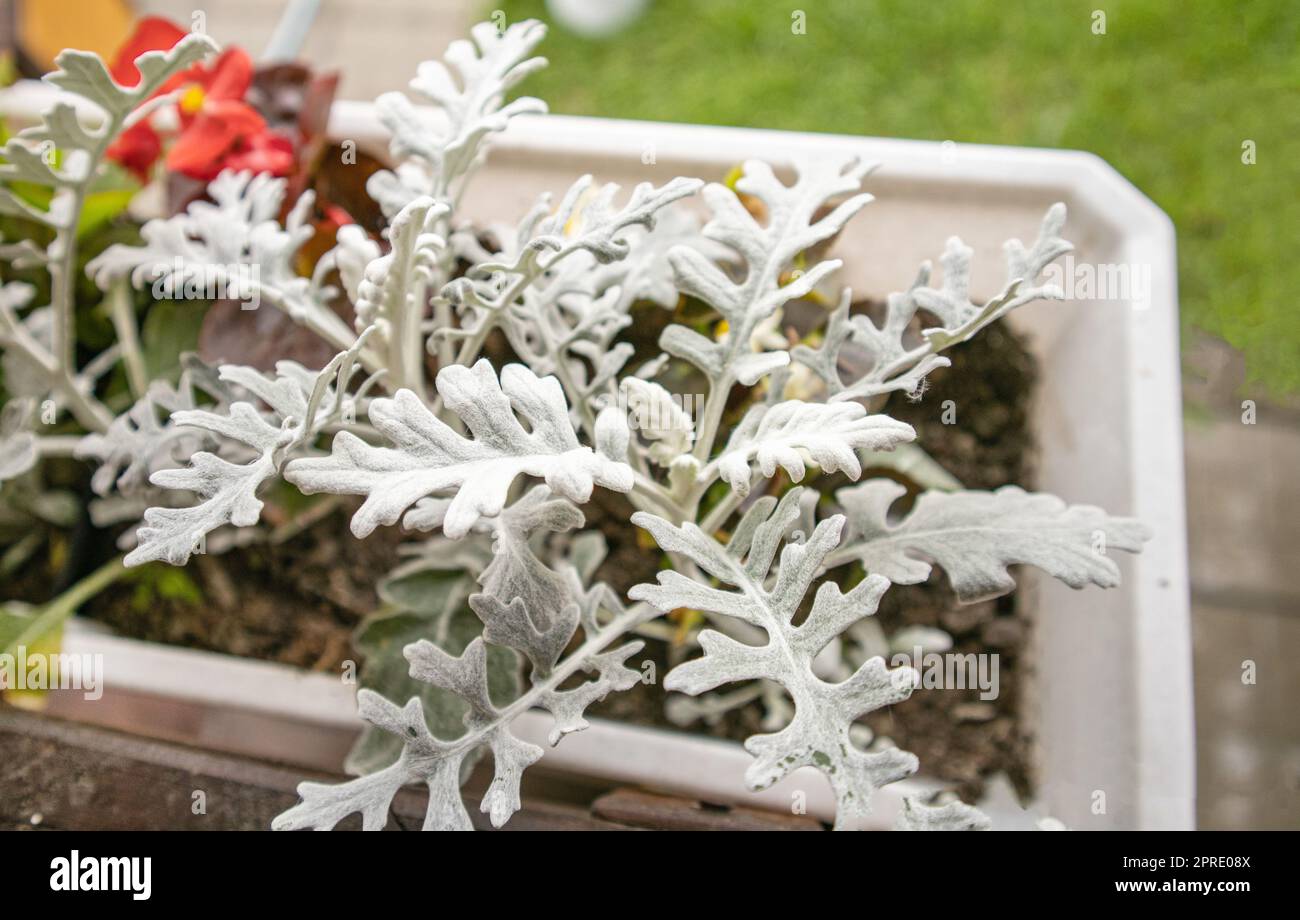 Beautiful silver cineraria in a flower box in the garden against a ...