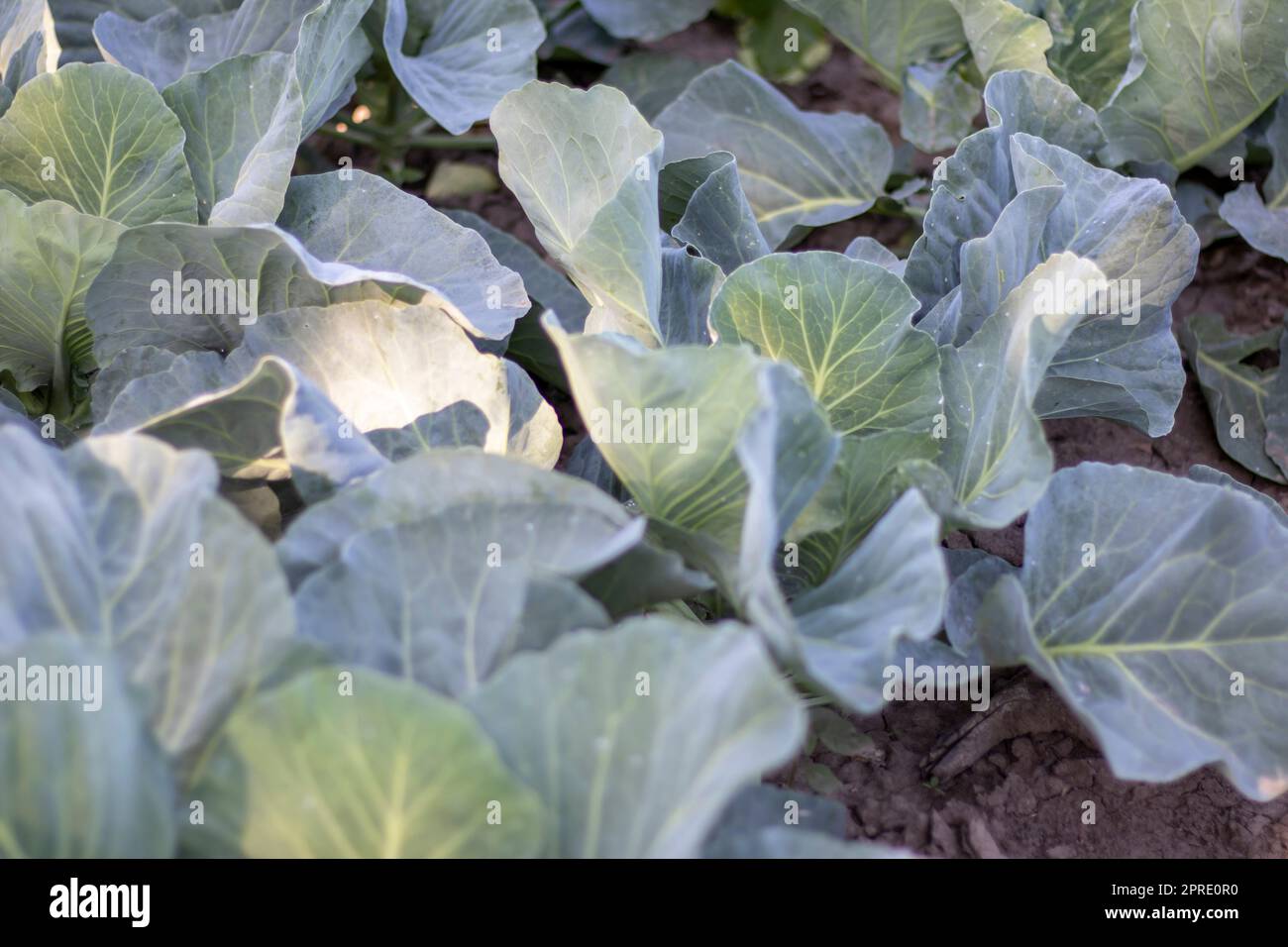 White fresh cabbage Aggressor grows in the beds. Close-up shot. Cabbage with spreading leaves ripens in the garden. Cultivation of cabbage. Cabbage hybrid for fresh use. Stock Photo