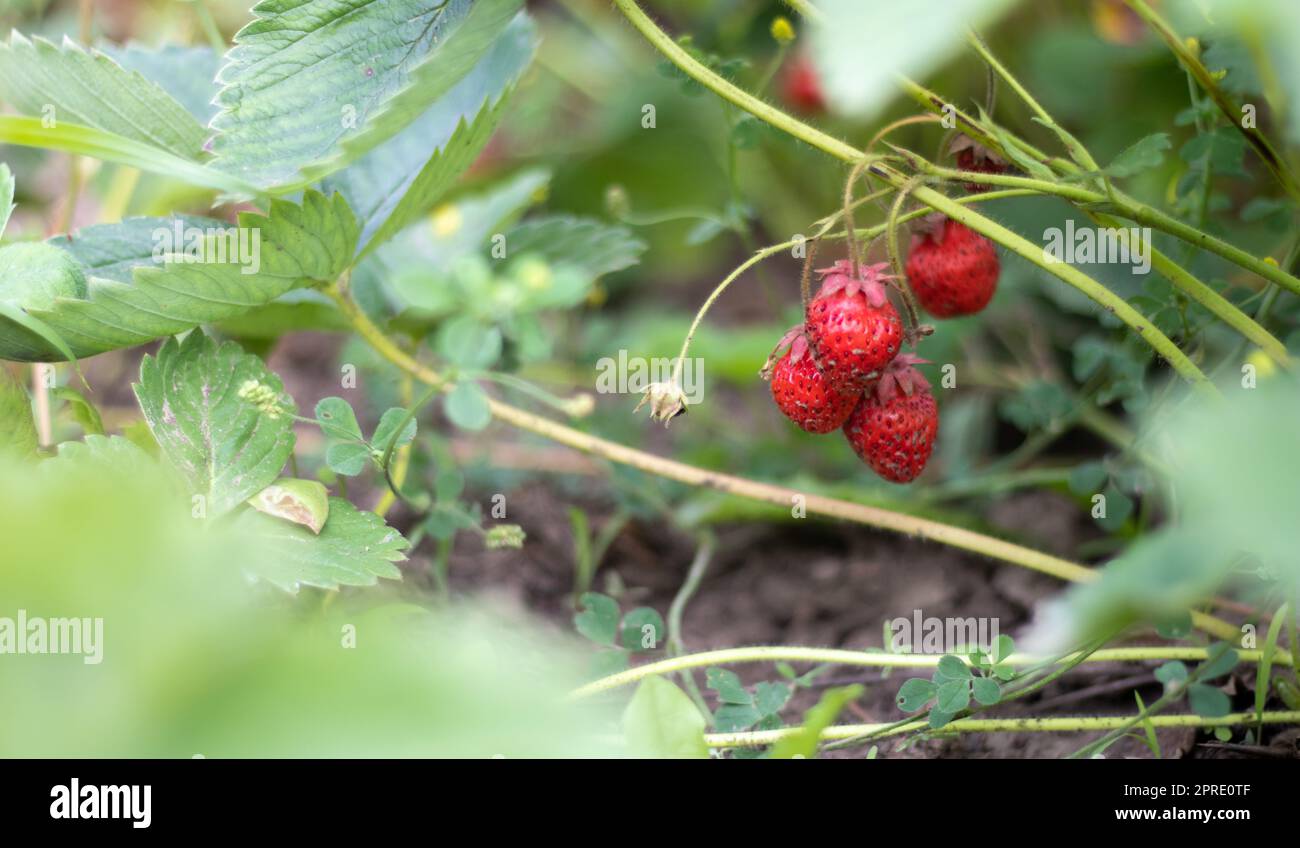 A bush with ripe red strawberries in a summer garden. Natural cultivation of berries on the farm. Ripe organic strawberry bush in the garden close-up. Cultivation of a crop of natural strawberries. Stock Photo