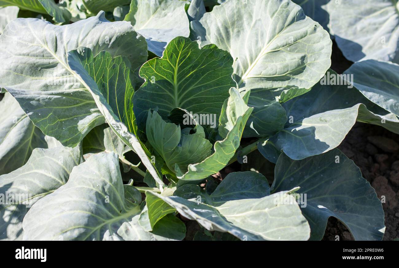 White fresh cabbage Aggressor grows in the beds. Close-up shot. Cabbage with spreading leaves ripens in the garden. Cultivation of cabbage. Cabbage hybrid for fresh use. Stock Photo