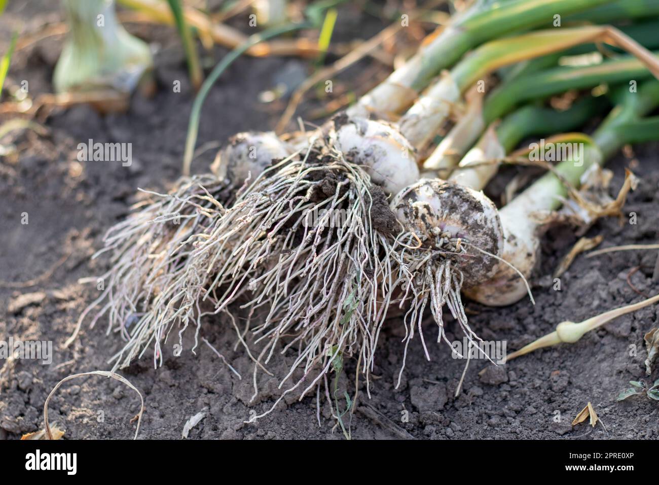 Young garlic with roots lying on garden soil. Collection of Lyubasha garlic in the garden. Agricultural field of garlic plant. Freshly picked vegetables, organic farming concept. Organic garlic. Stock Photo