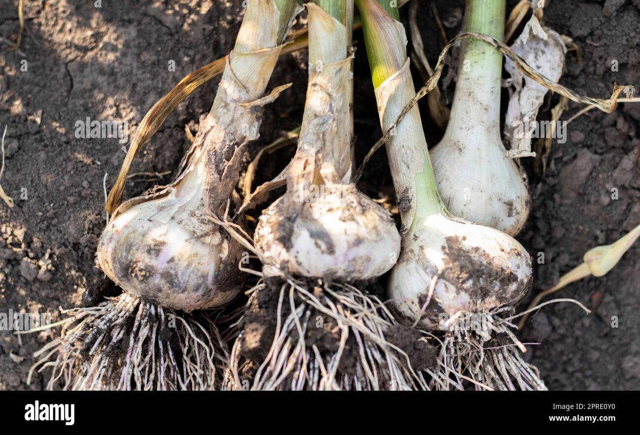 Young garlic with roots lying on garden soil. Collection of Lyubasha garlic in the garden. Agricultural field of garlic plant. Freshly picked vegetables, organic farming concept. Organic garlic. Stock Photo