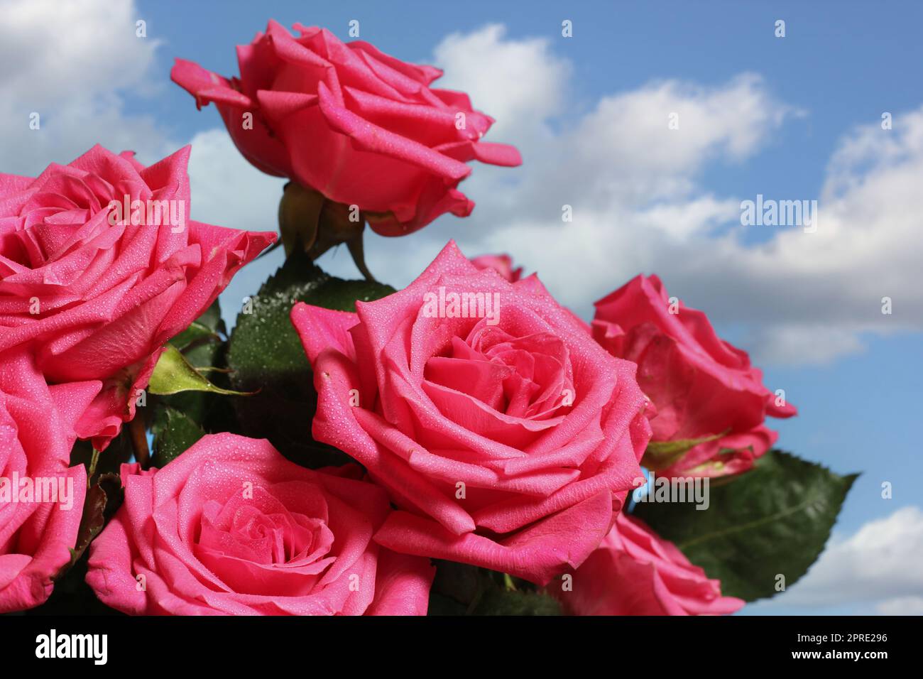 Bouquet of Fresh Pink Roses outdoors with blue sky in background Stock Photo