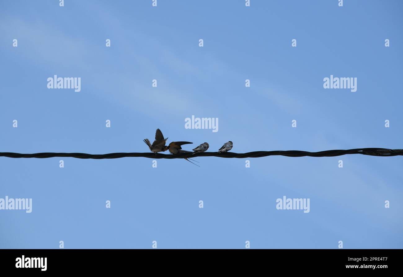 School of swallows snatching insects in flight and then feeding them to the young swallows