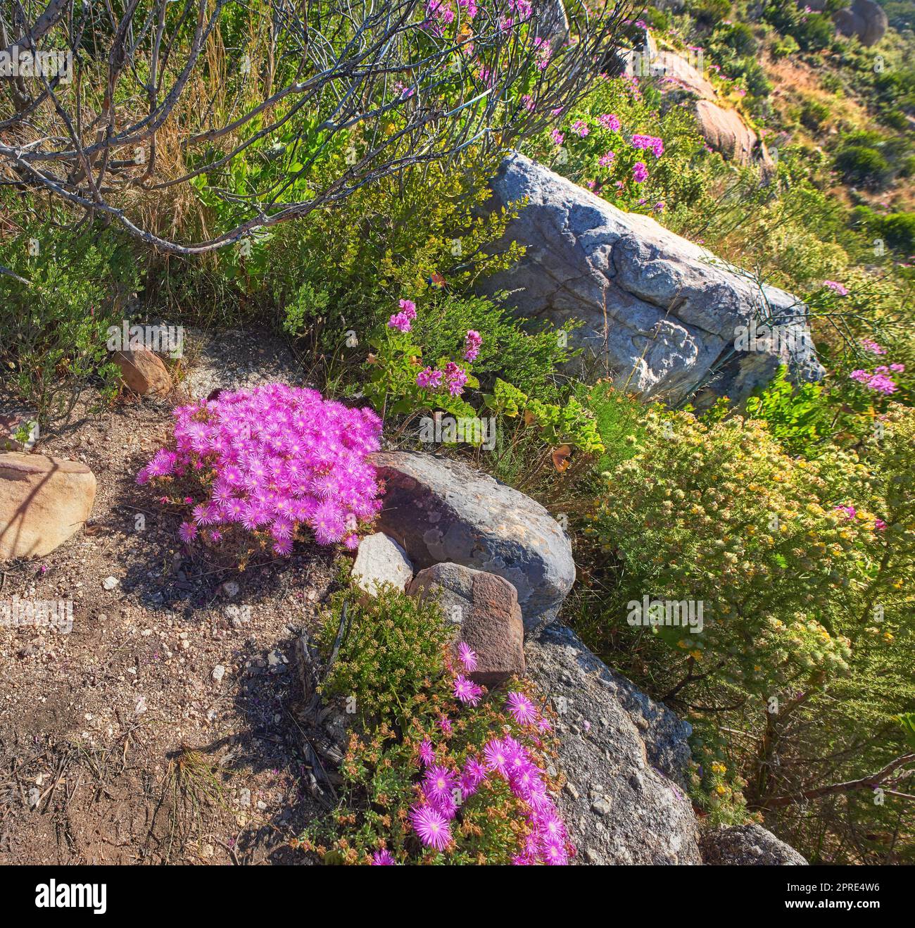 Mountain flowers. Mountain flowers Table Mountain National Park Stock