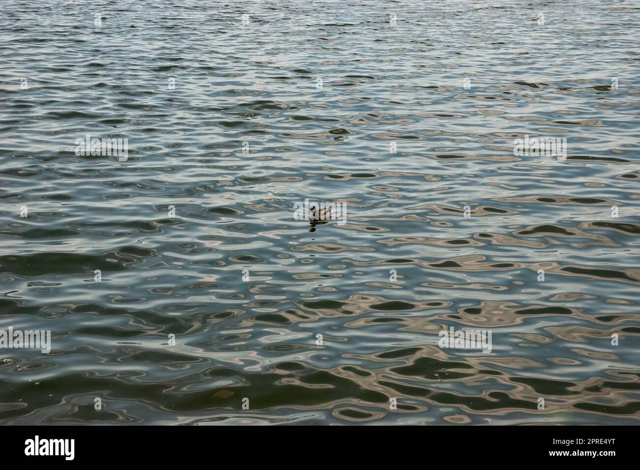 A wild duck floats on water with fine ripples Stock Photo - Alamy