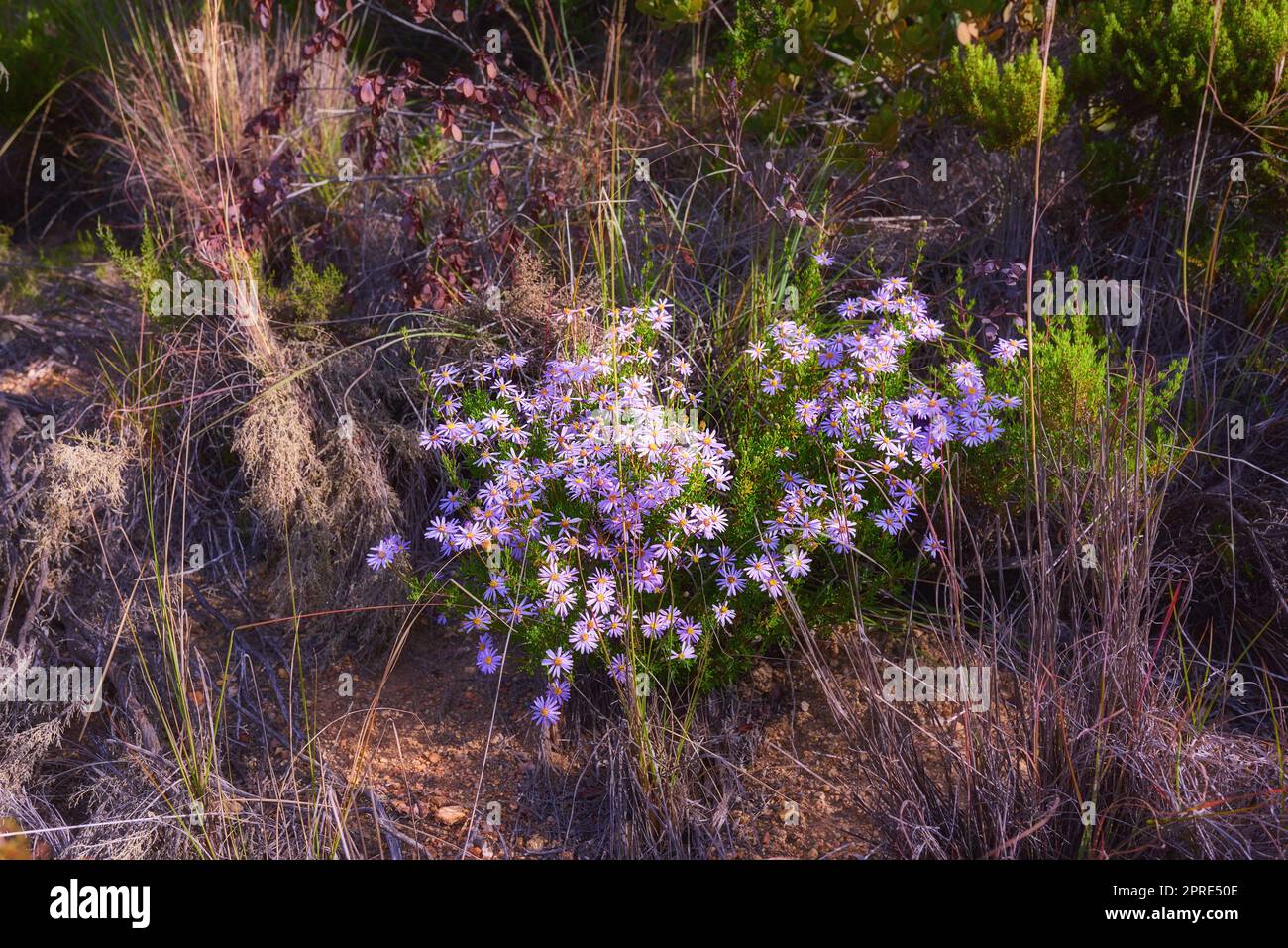 Mountain flowers. Mountain flowers Table Mountain National Park Stock