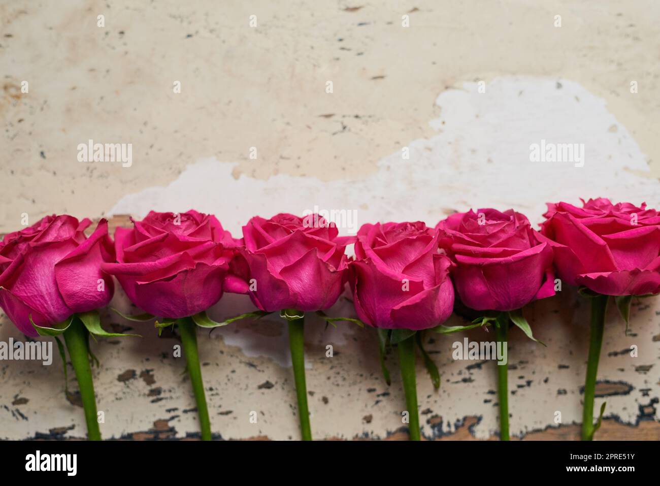 Flowers are a girls best friend. Studio shot of a bouquet of pink roses lined up next to each other while resting against a grey background. Stock Photo