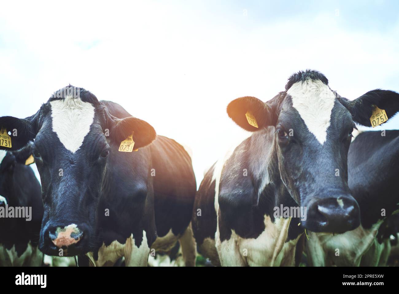 Were for team bovine. a herd of cattle on a dairy farm. Stock Photo