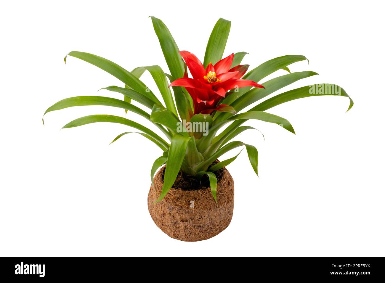 Close-up of a Bromeliad plant (Guzmania) in a coconut fiber pot isolated on a white background. Clipping path. Macro. Bromeliad with red blossom. Stock Photo
