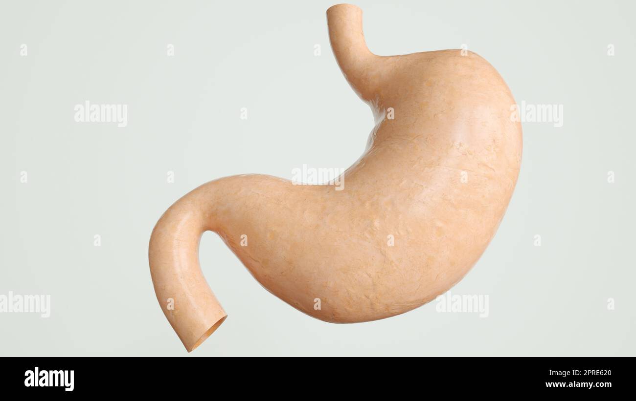 Human Internal Stomach Anatomy -- 3D Rendering Stock Photo - Alamy