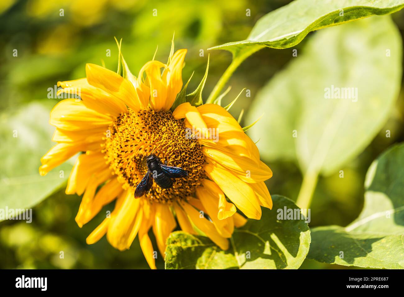Violet carpenter bee on sunflower. Xylocopa violacea. Stock Photo