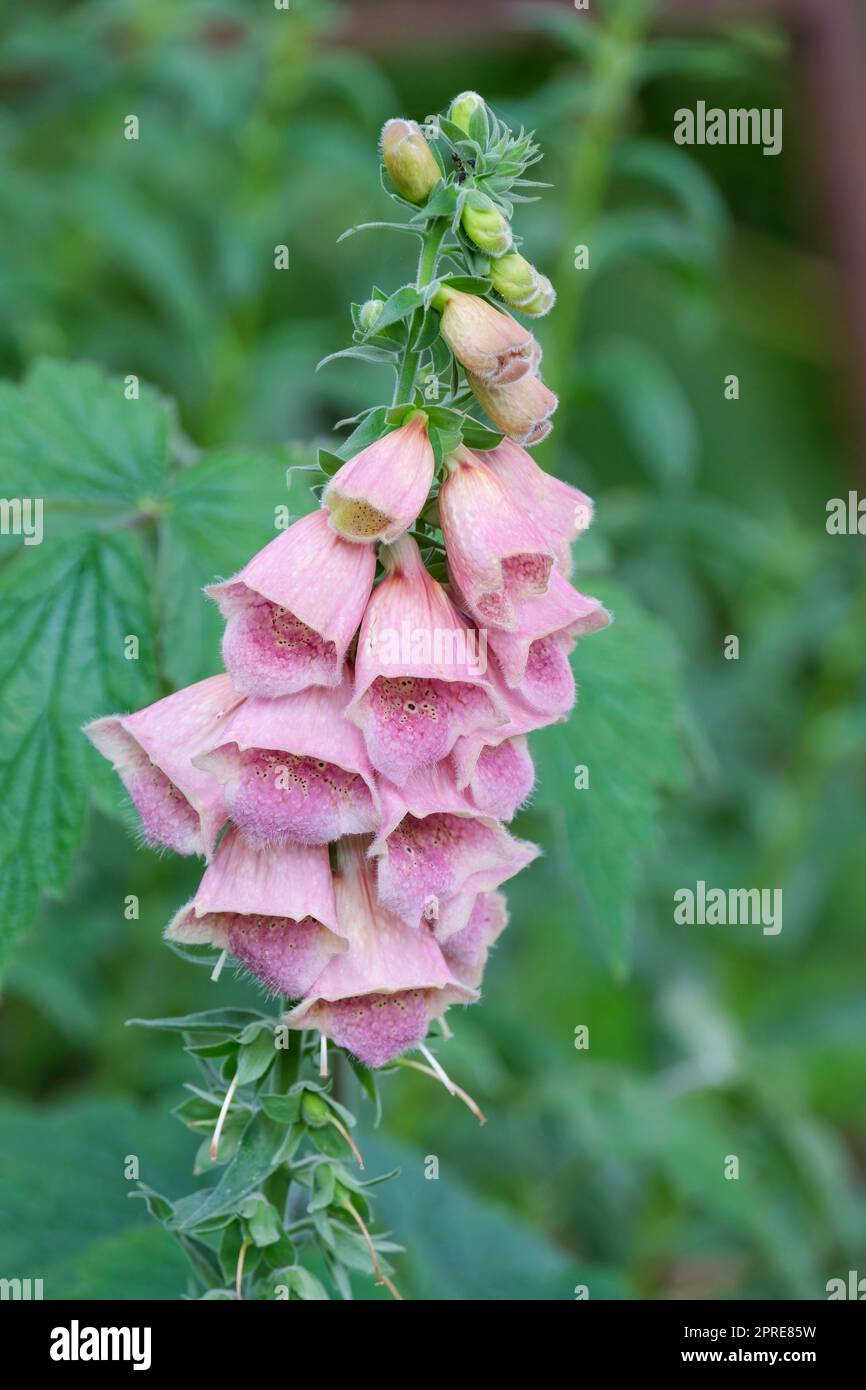 Crushed strawberry pink flowers hi-res stock photography and images - Alamy