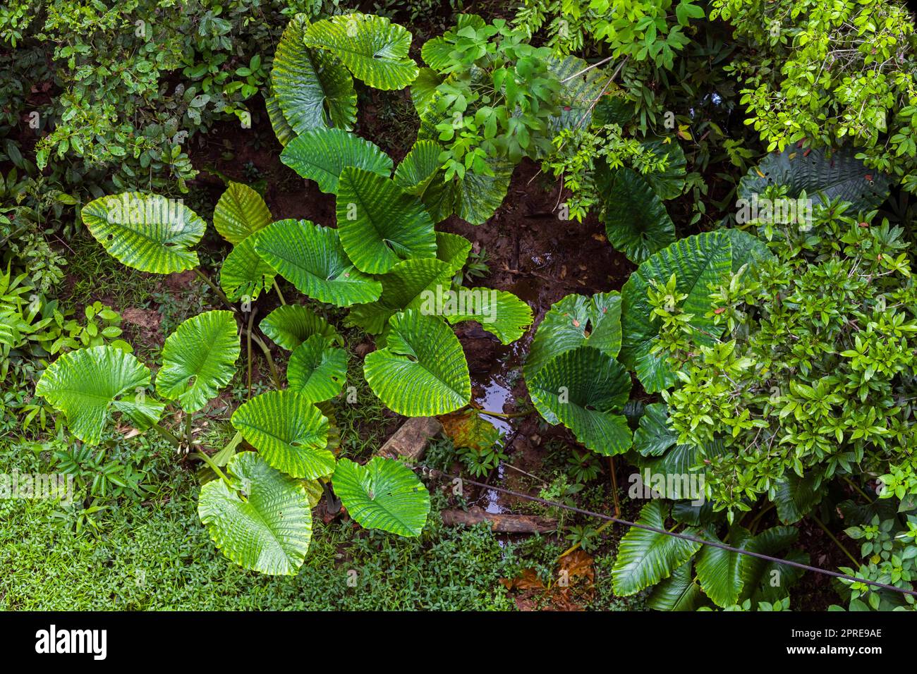 Fantastic plants in Tropical rainforest, Sabah, Borneo, Malaysia Stock ...