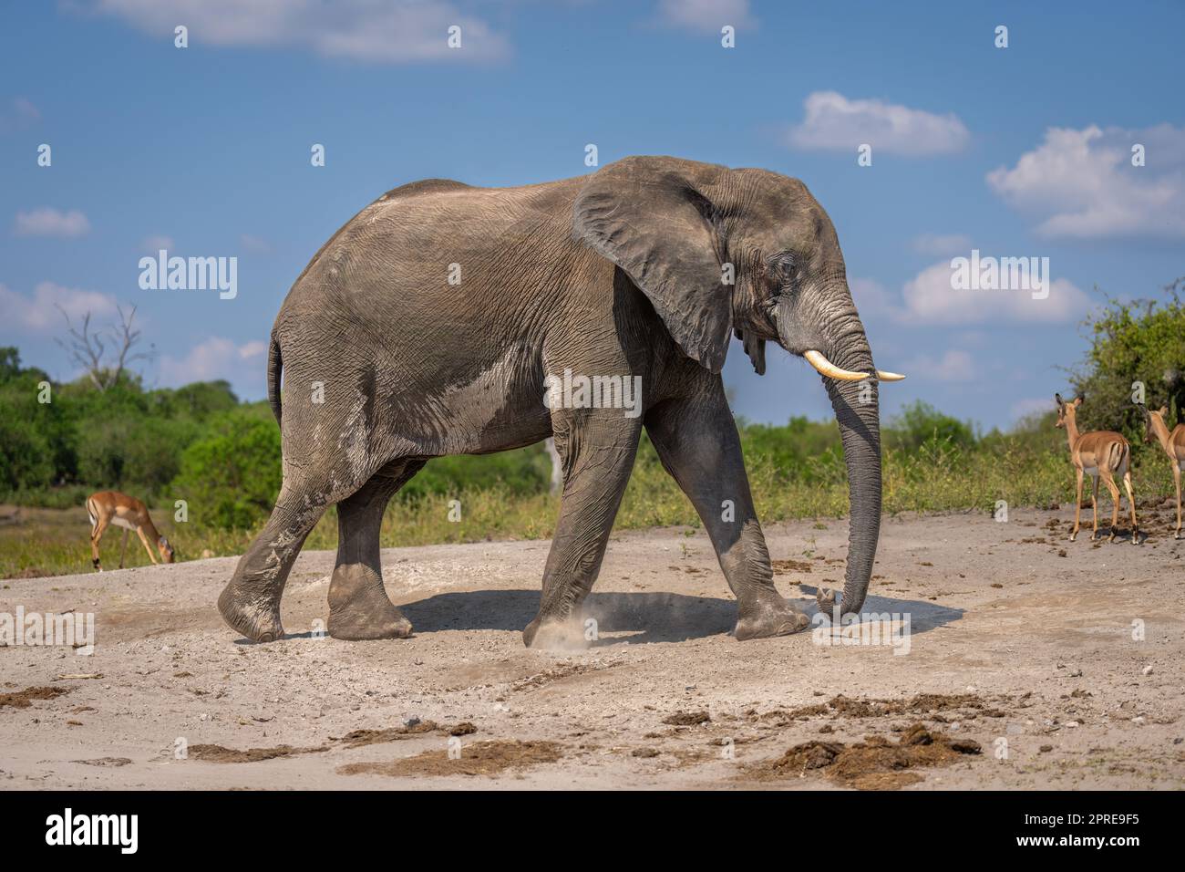 African bush elephant walks along sandy riverbank Stock Photo - Alamy