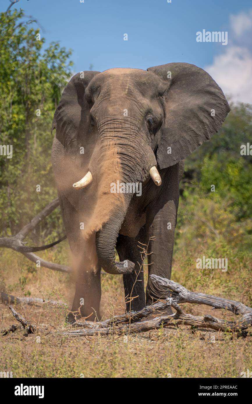 African elephant stands near log throwing dust Stock Photo - Alamy